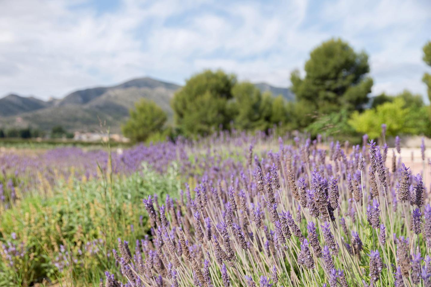 Fotografia propiedad S94