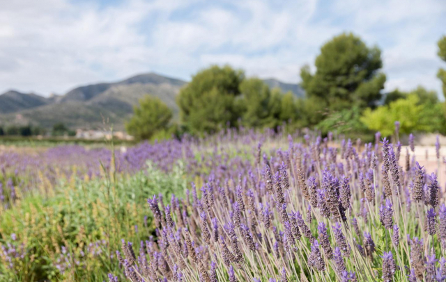 Fotografia propiedad S94