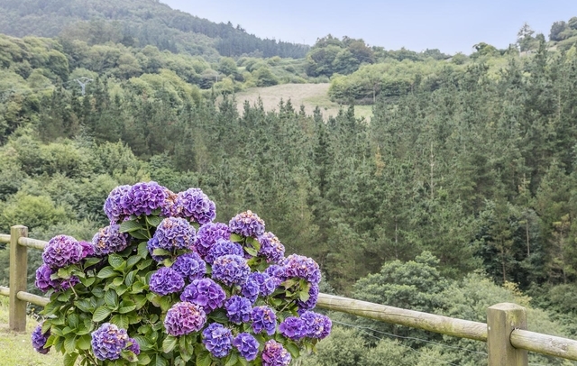 Fotografia propiedad S51