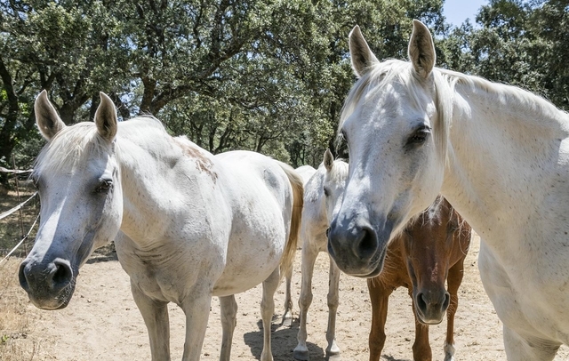 Fotografia propiedad S11